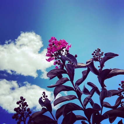 blue sky background with a pink crepe myrtle flower and leaves in the foreground