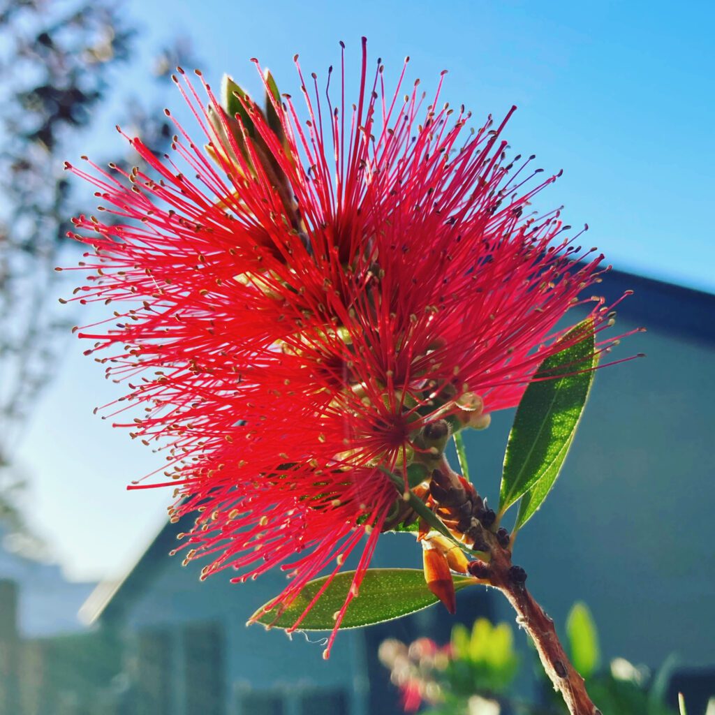 red bottle blush flower against a blue sky